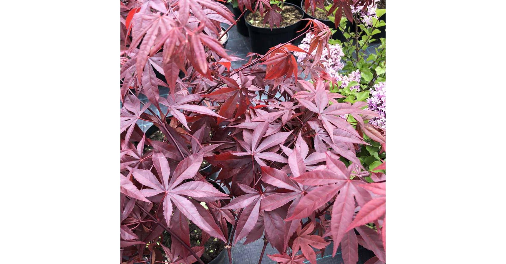 Acer palmatum 'Paprika' Japán juhar